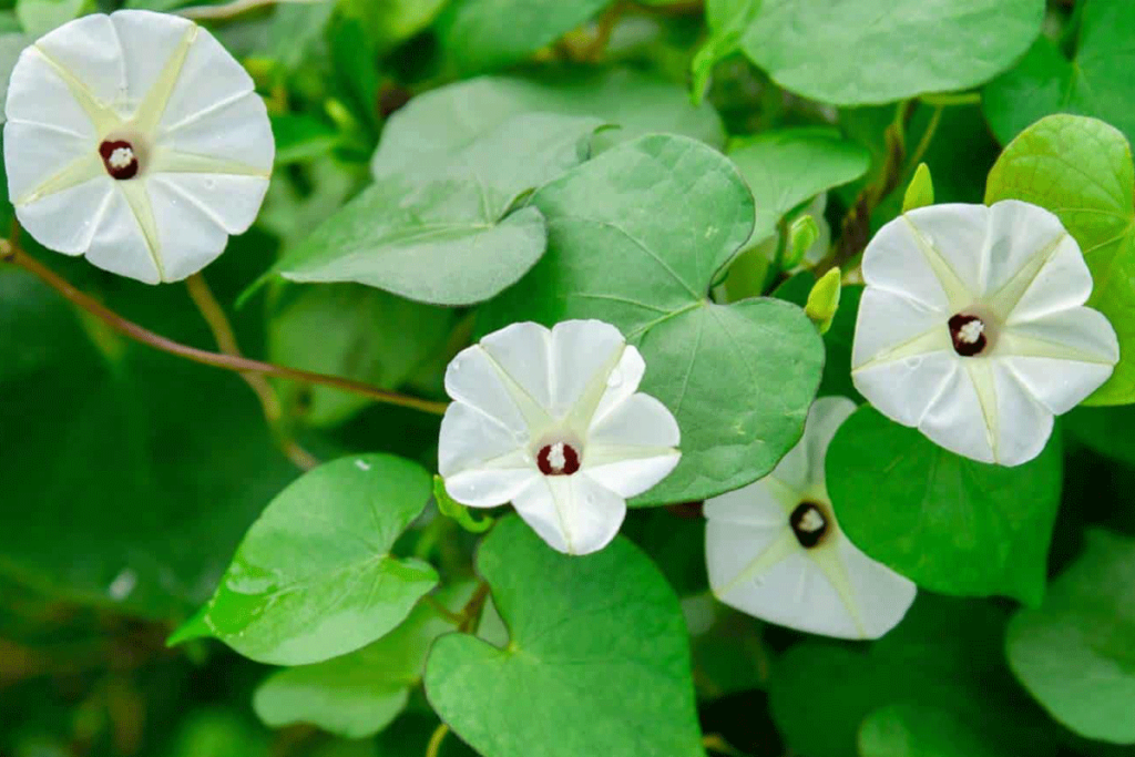 Flowers That Bloom at Night