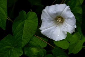 Datura (Datura stramonium):