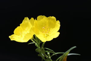 Evening Primrose (Oenothera biennis)