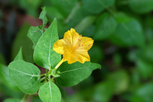 Four O'Clock (Mirabilis jalapa)