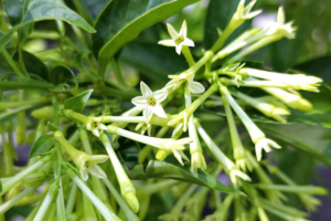 Night Blooming Jasmine (Cestrum nocturnum):