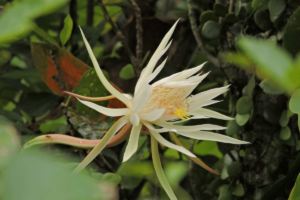 Queen of the Night (Epiphyllum oxypetalum)