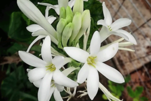 Tuberose (Polianthes tuberosa)