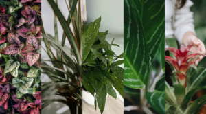 Lowlight Indoor Plants